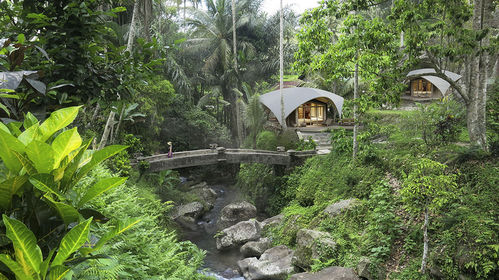 Serene exterior view of a forest stream in daylight